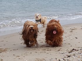 Havaneser vom Goldenen Grund