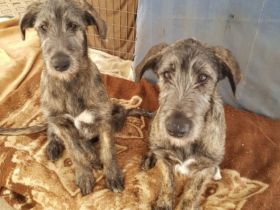 Irish Wolfhound Babys von Cherrys Mondscheinmühle geb.