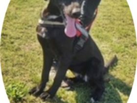 CLEOPÁTRA  - 55 cm - TRÄUMT VOM GROSSEN GLÜCK! ( aus