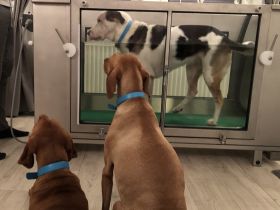 Dogs4Motion Hundephysiotherapie & Hundeosteopathie mit Unterwasserlaufband