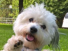 Hundeschule Osterode mit Peggy