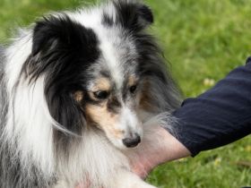 Tierheilpraxis Tönisvorst Anja Weigel