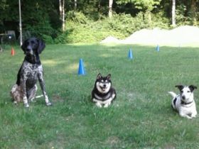 IRJGV Gruppe Hamburg Oberalster zu Gast in der Hundeschule Langenhorn,