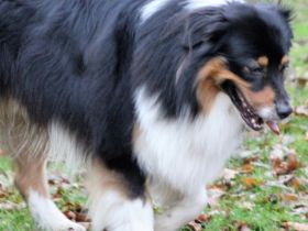 Wellvet´s Thorin DNA-VP Rufname Fiete