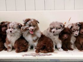 2 Mittelrüdenwelpen braun, 2 Rüdenwelpenlilacmerle Frau