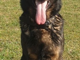 Fred von der Gestütsecke