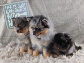 Pomeranianwelpen liacmerle,weiß,gescheckt,braun, Frau H