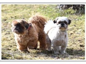 hundepension-meschede.com/