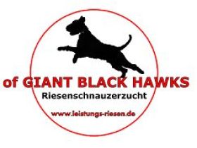 of Giant Black Hawks