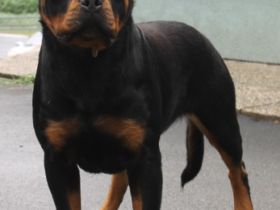 MENTOR VOM ALPENLAND