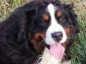 El Curazon vom Alten Diek