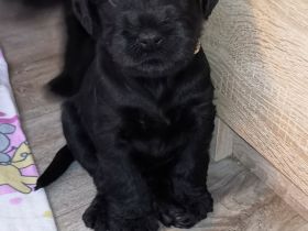 von der Fortuna-Ranch