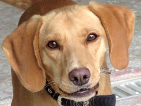 Mozart (Mischling, Rüde)