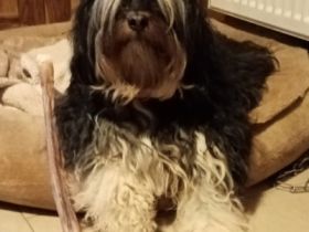 Kleine Zottel-Bande von braunshardt