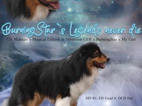 BurningStar`s Legends never die @ Silvermoon GER Australian Shepherd Deckrüde black tri