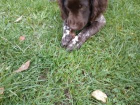 Piesek urodzony 15 lipca 2022 roku. O pięknym