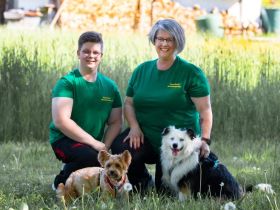 TeamWalk-Hundetrainer