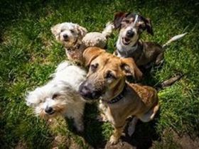 Hundeauslauf Waldbröl