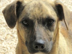 Jersey 2 (Mischling, weiblich)