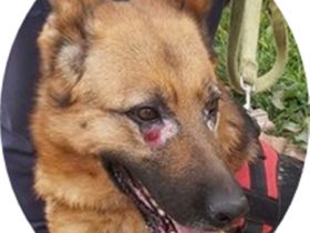 LENA - 58 cm - möchte gern den Zwinger gegen ein warmes