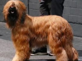 les gentils Roublards