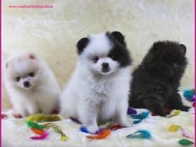 2 Pomeranianhündinwelpen blue-lilacmerle, 1 Hündinwelpe