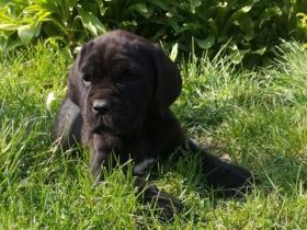 Mastiff of Naples, puppies