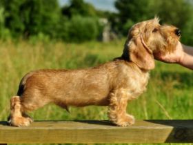 Lekoll Bobbi Sharm Amicus Mei Cordis