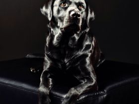 Wunderschöner, ruhiger Labrador aus rein engl.Zucht