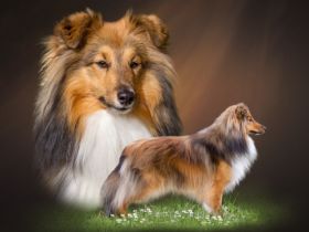 Dt.+Lux. Ch., Dt. J. Ch. Quinn von der Saarhöhe