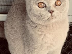 BKH-Briselanger-Licht.de