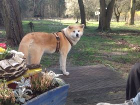 Tierarztpraxis Heidesee & Katzenpension