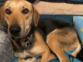 Ella -zur Pflege in 27798 Hude-