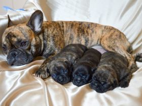 Hundezucht "vom Hexenmeister"