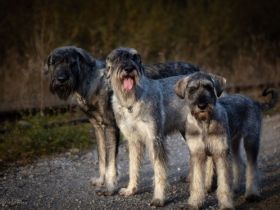 Riesenschnauzer von den grauen Wächtern