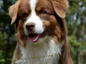 Guardian Angel's First Love DNA-VP