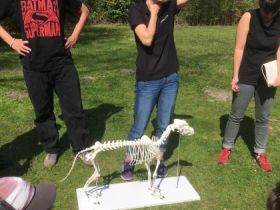 Ausbildung zum "Zertifizierten Hundephysiotherapeuten"