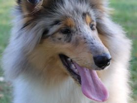 from the Lucky Spirits