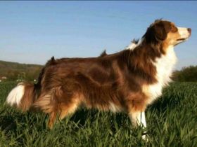 My fabulous Sky vom Obersee Sky