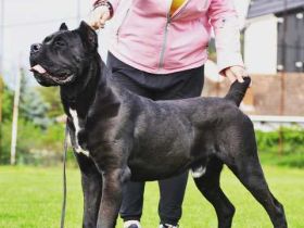 Cane Corso, young male dog