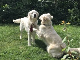 Cupido of Be My Forever