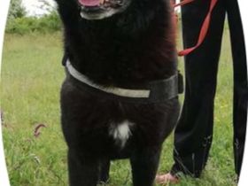 Csibesz - 65 cm - FREUNDLICHER RÜDE sucht Zuhause! (