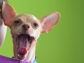 Zahnputzkurs für Hunde