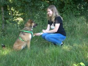 KB Dogs Hundeverhaltenstraining