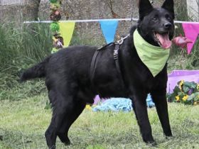 Taltos Geschlecht: männlich Rasse: Mischling . Alter: