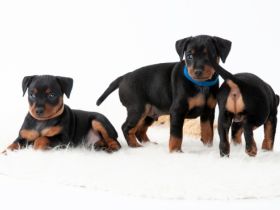 Zwergpinscher vom fränkischem Saaletal