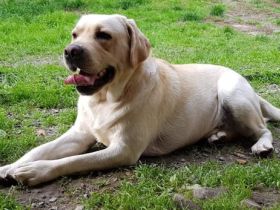 Hurricane Maximus of sir lane hero