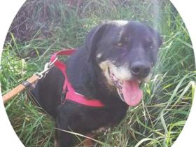 MORZSI - 38 cm - COLLE SOCKE IN NOT! (aus dem