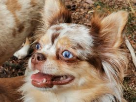 from the laughing Mountains