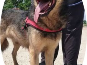 MISKA - 55 cm - wartet auf ein warmes Körbchen